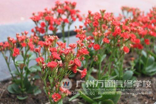 春暖花开，校园里花朵绽放